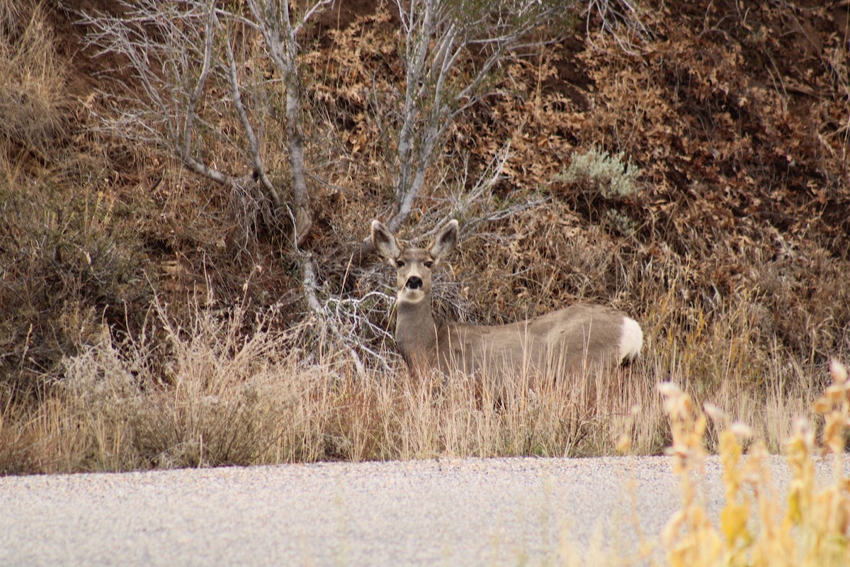 Animals - ML644168413