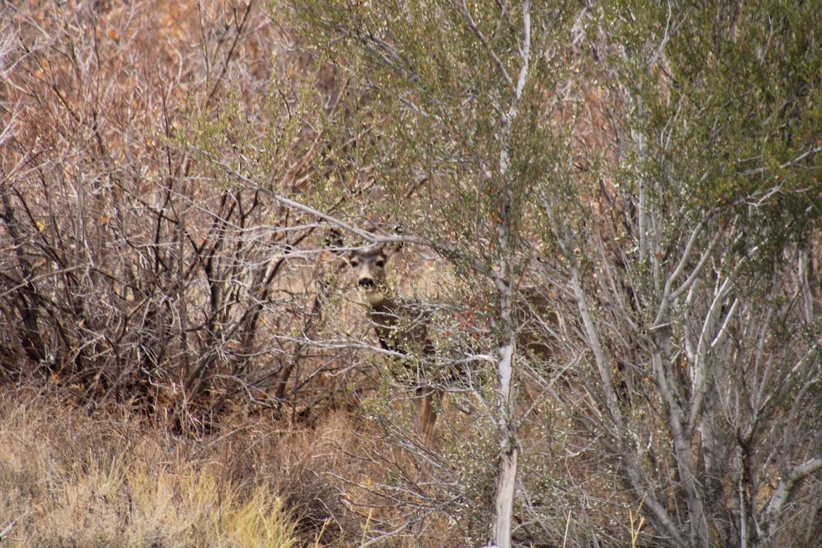 Animals - ML644168414