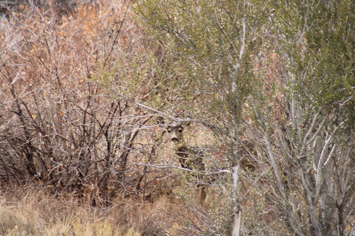 Animals - ML644168415