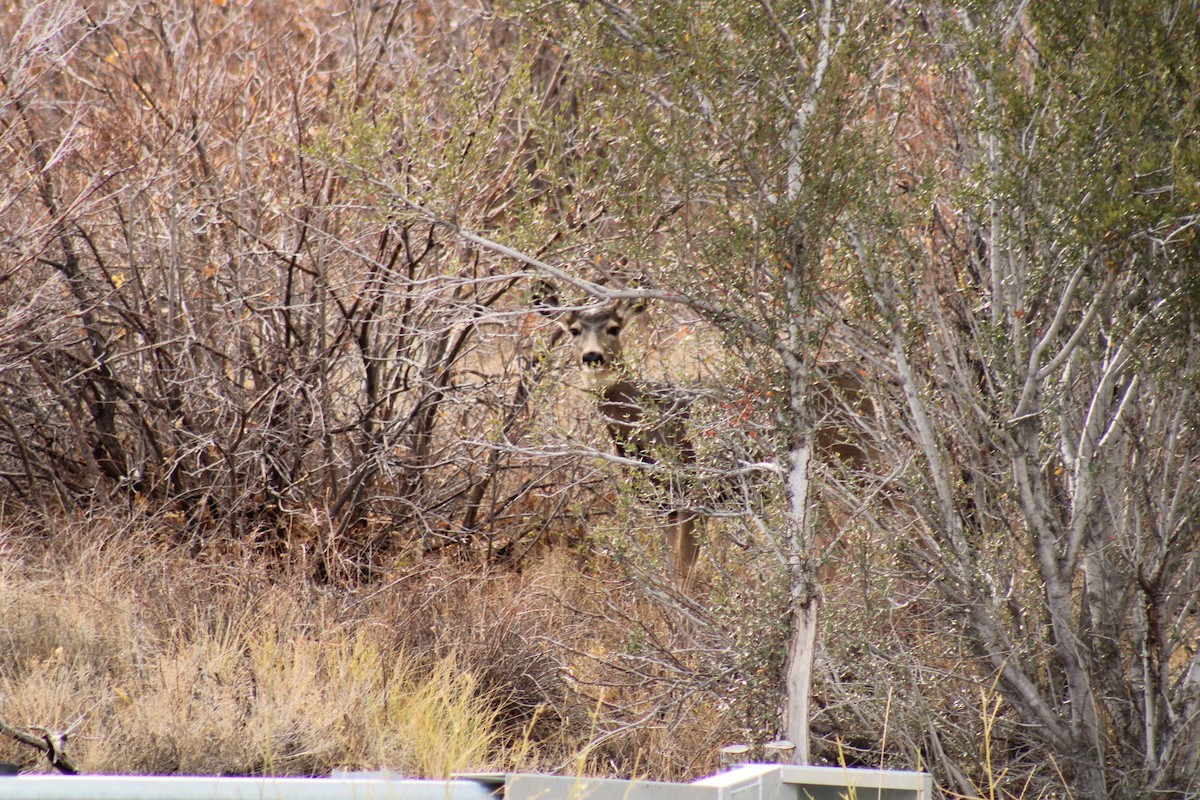 Animals - ML644168417