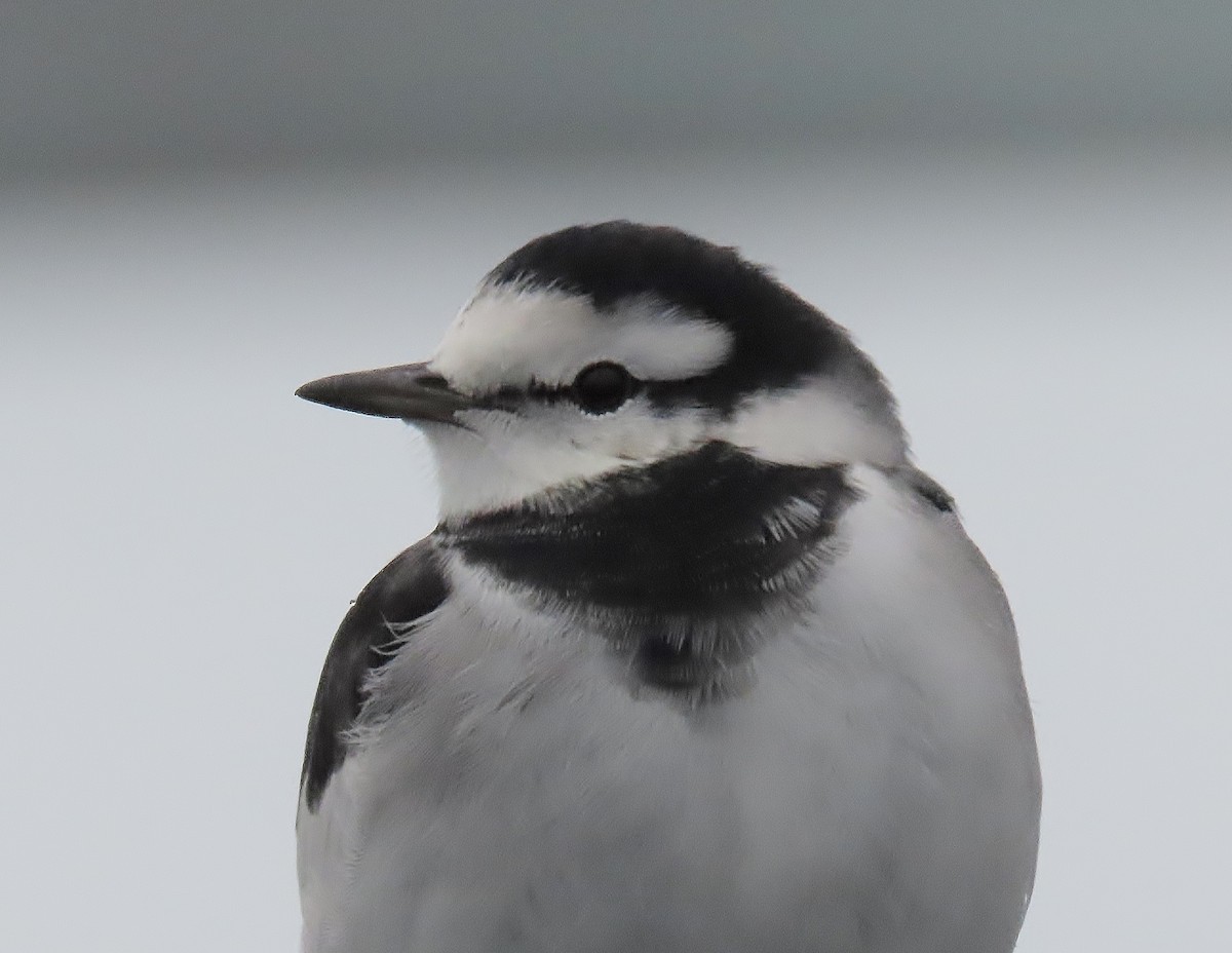 konipas bílý - ML644168419