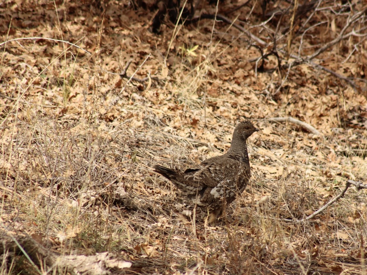 アオライチョウ - ML644168422
