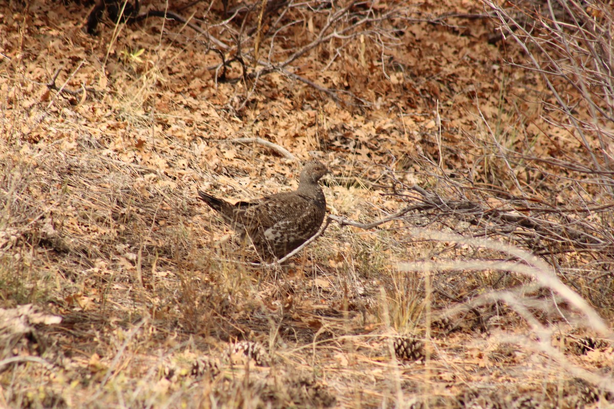 アオライチョウ - ML644168425