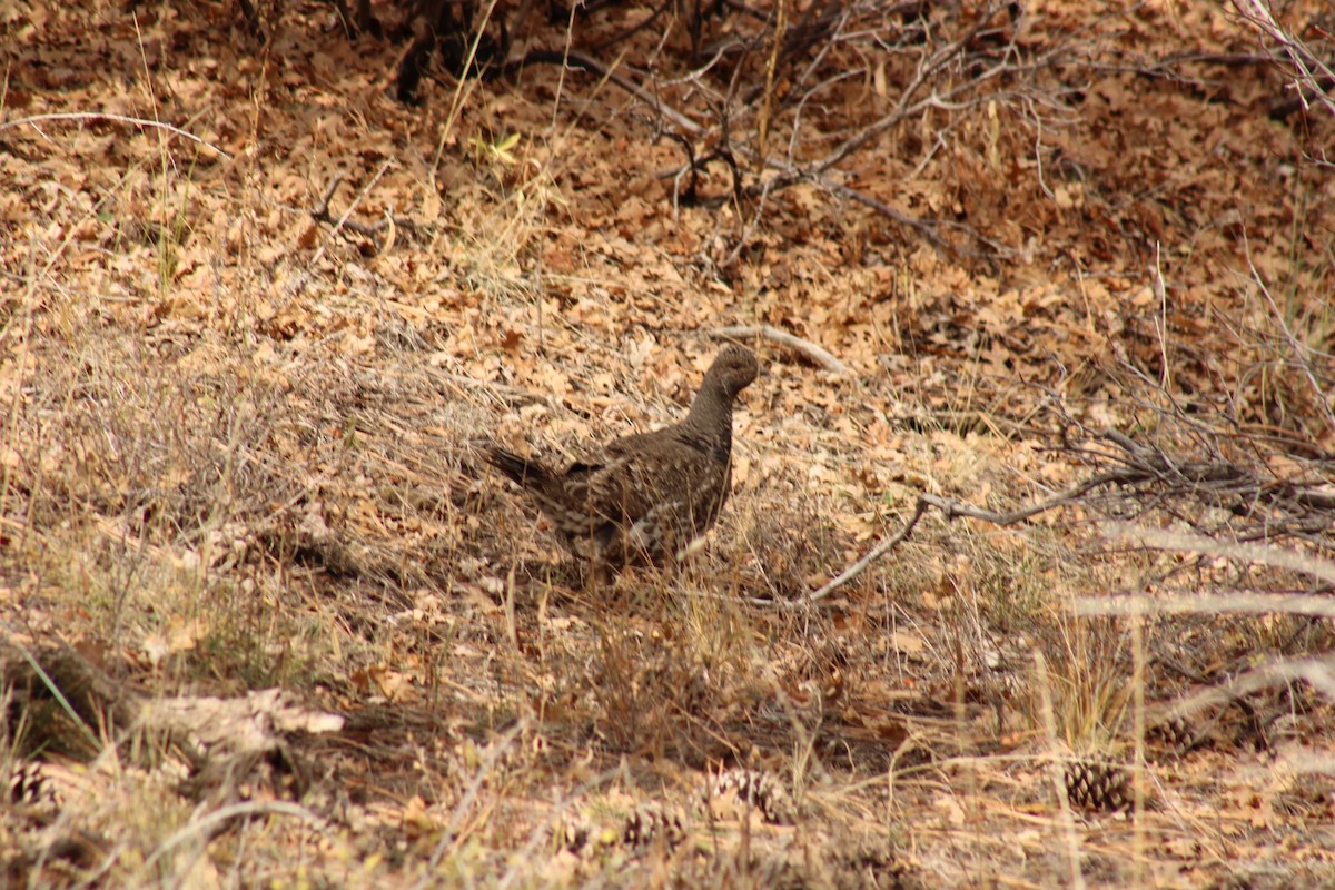 アオライチョウ - ML644168427
