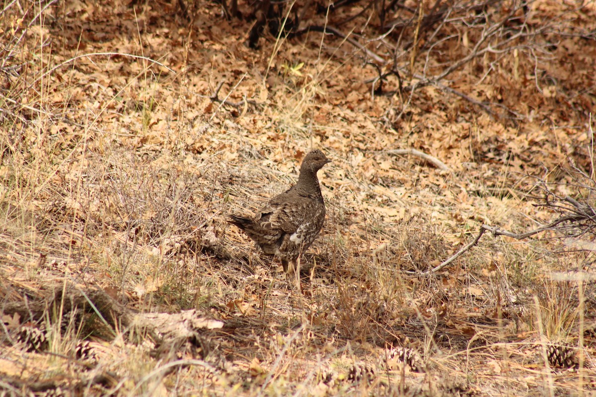 アオライチョウ - ML644168428