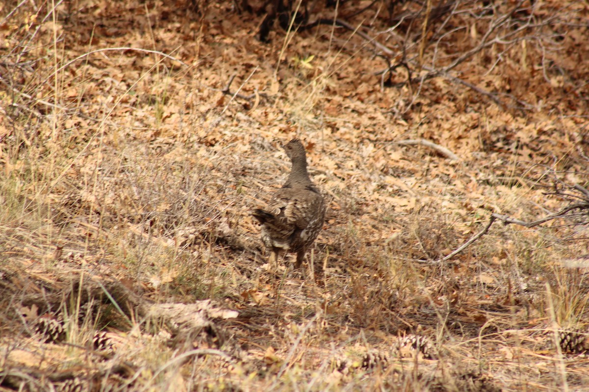 アオライチョウ - ML644168429