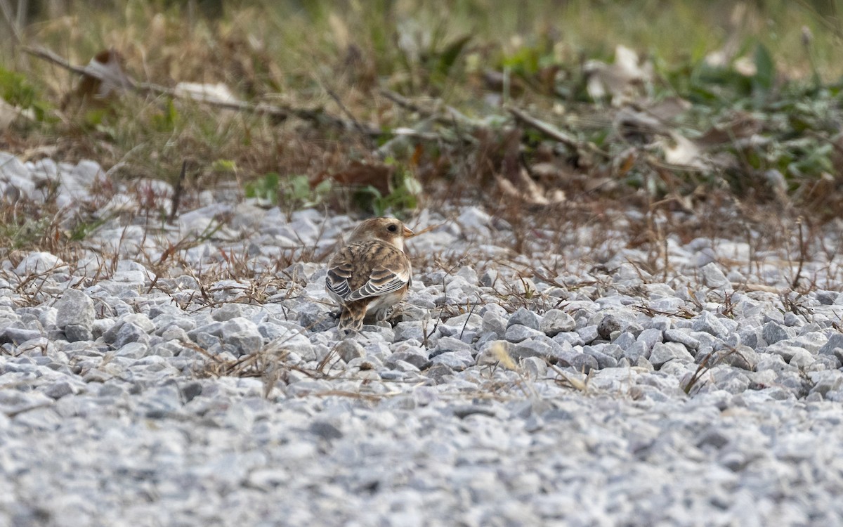 ユキホオジロ - ML644168446