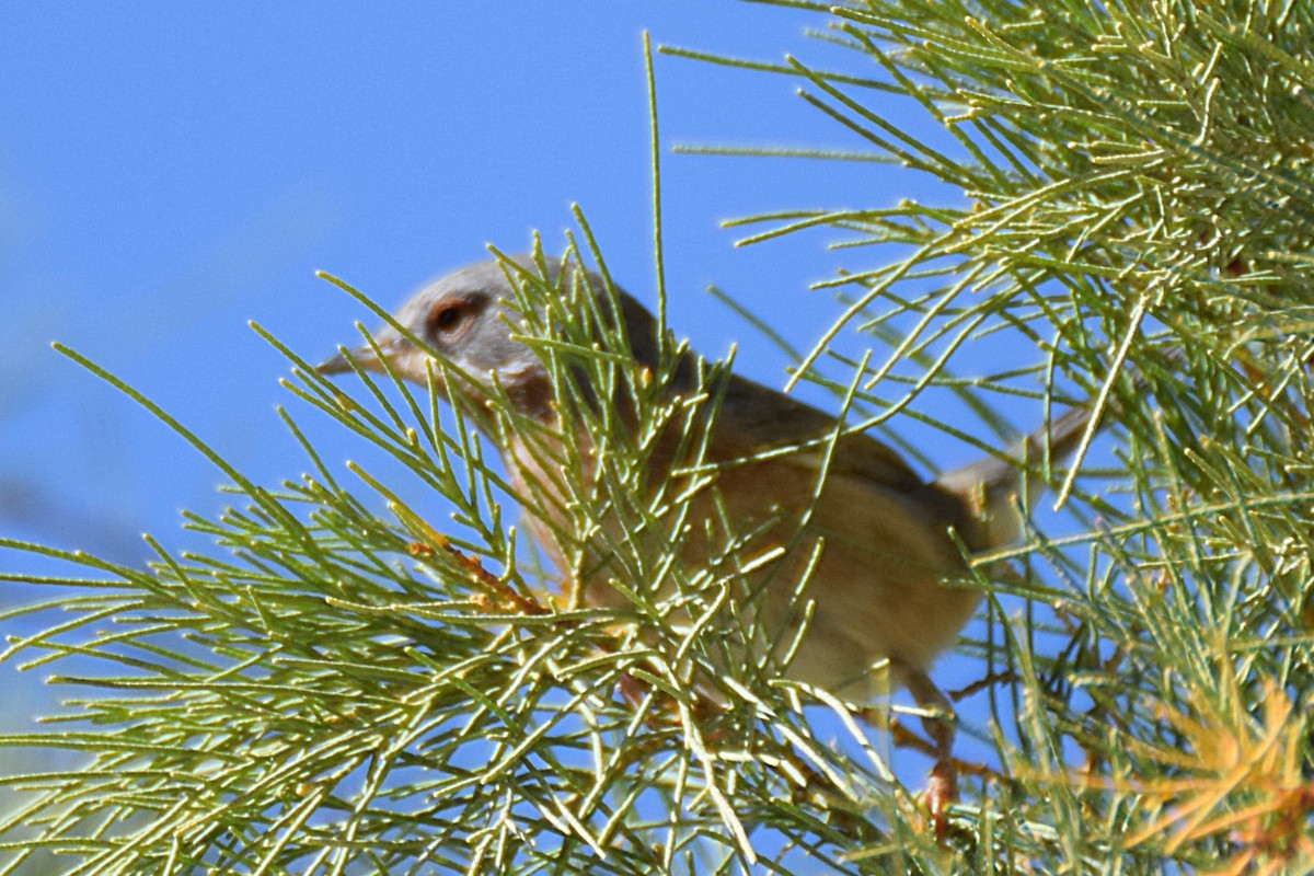 ニシアコウザンムシクイ - ML644168461