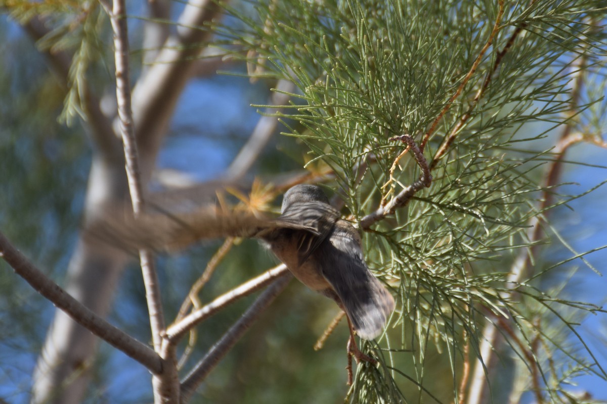 ニシアコウザンムシクイ - ML644168482