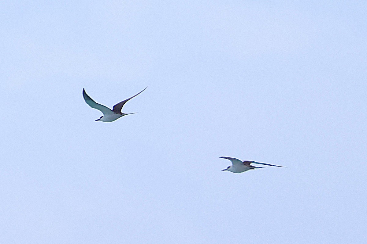 烏領燕鷗 - ML644168486