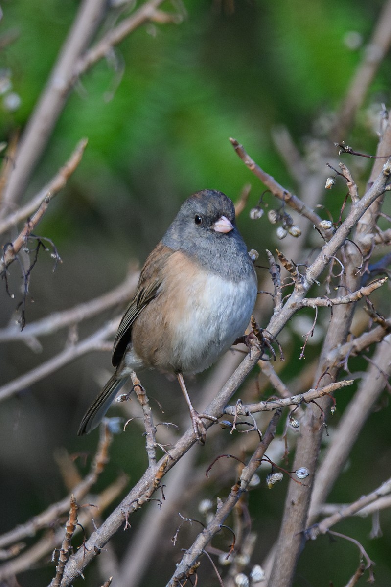 Dark-eyed Junco - ML644168492