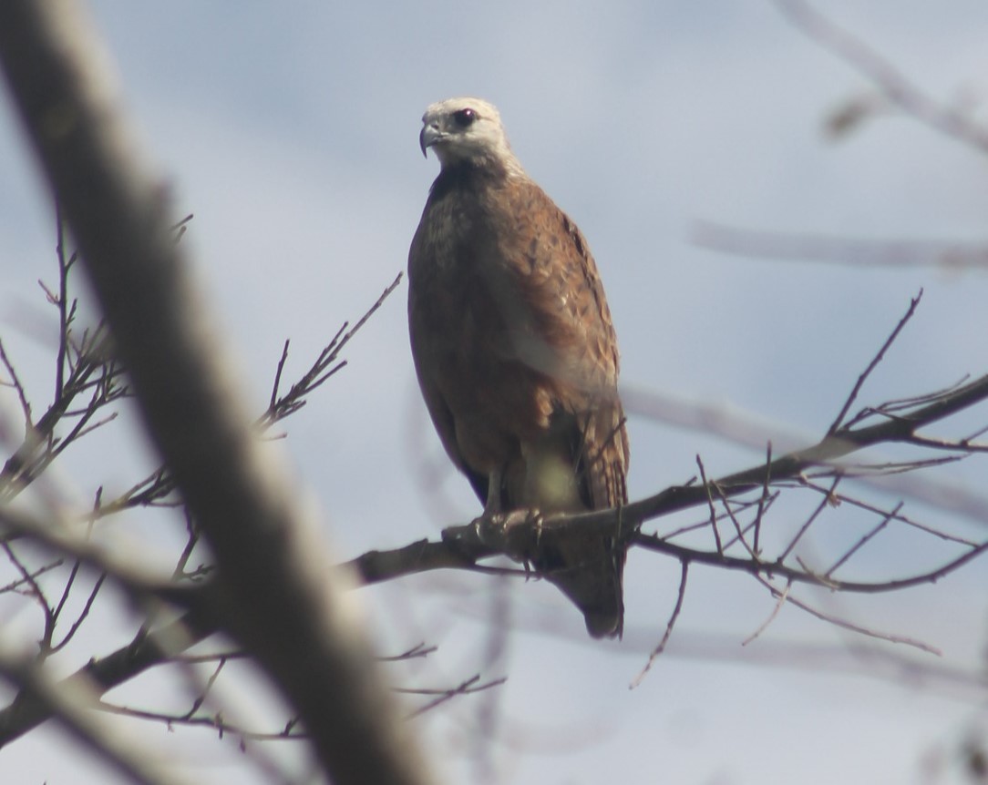 Канюк-рибалка - ML644168495