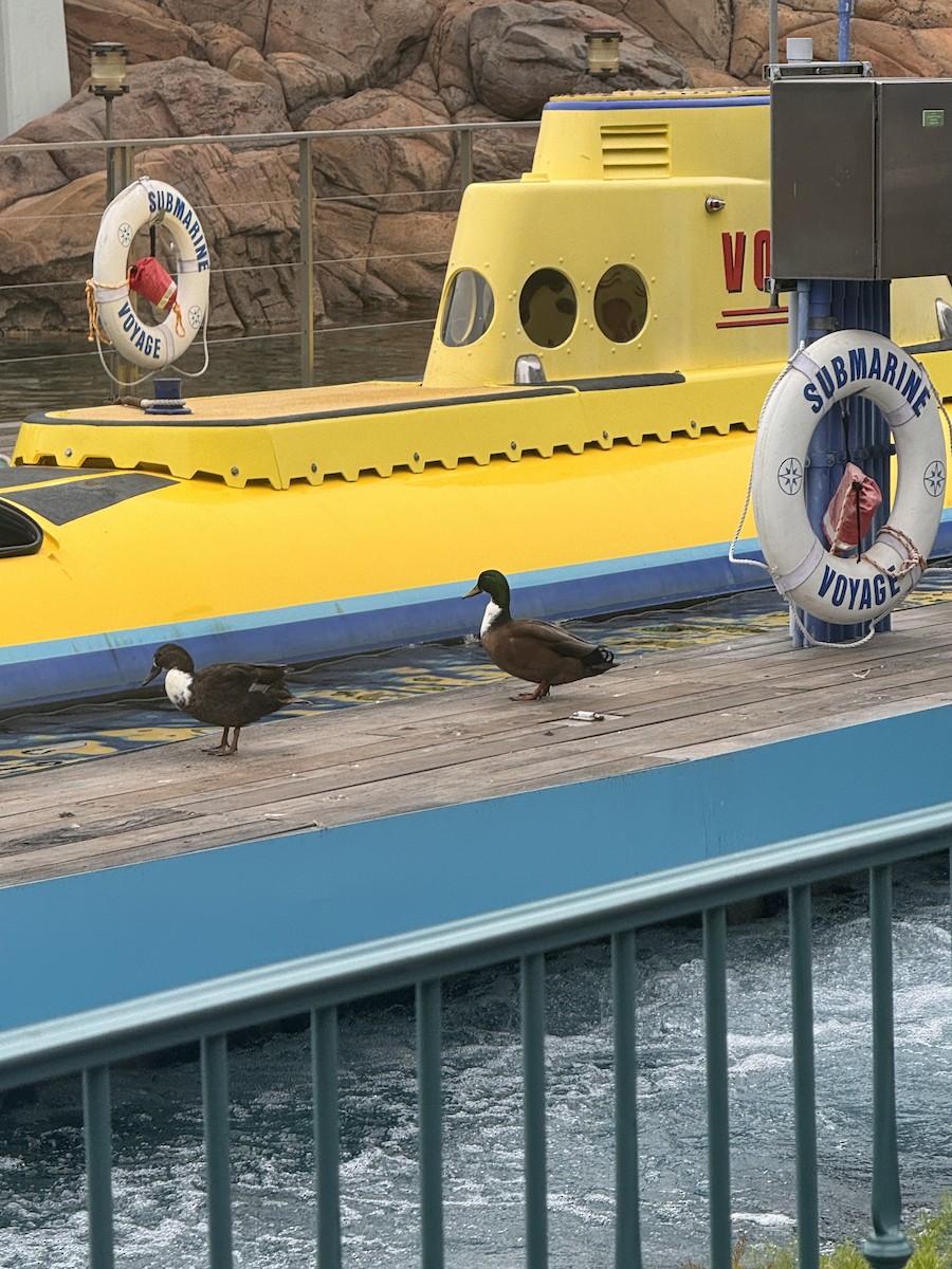 Mallard - ML644168496