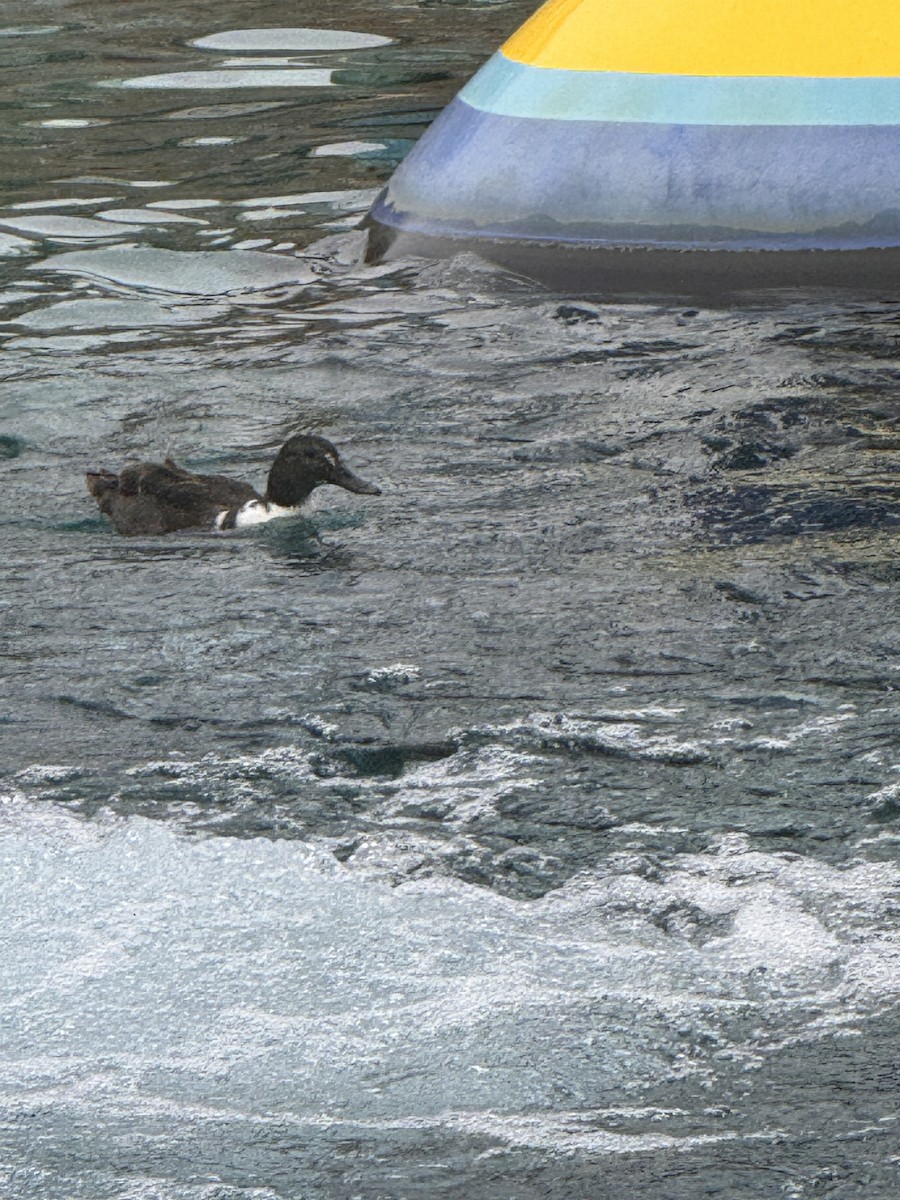 Mallard - ML644168497