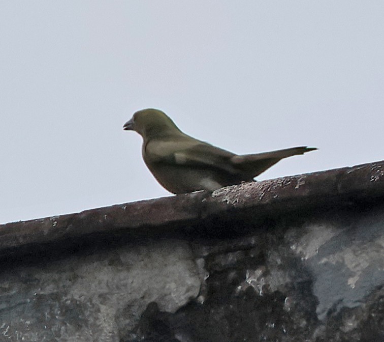 Palm Tanager - ML644168499