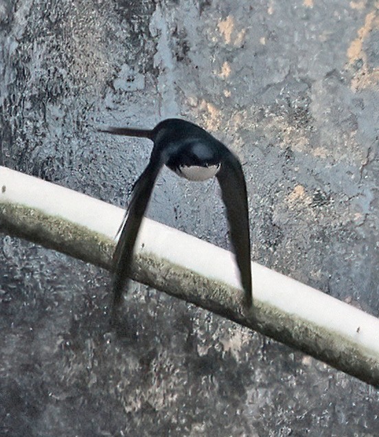 Blue-and-white Swallow (cyanoleuca) - ML644168503