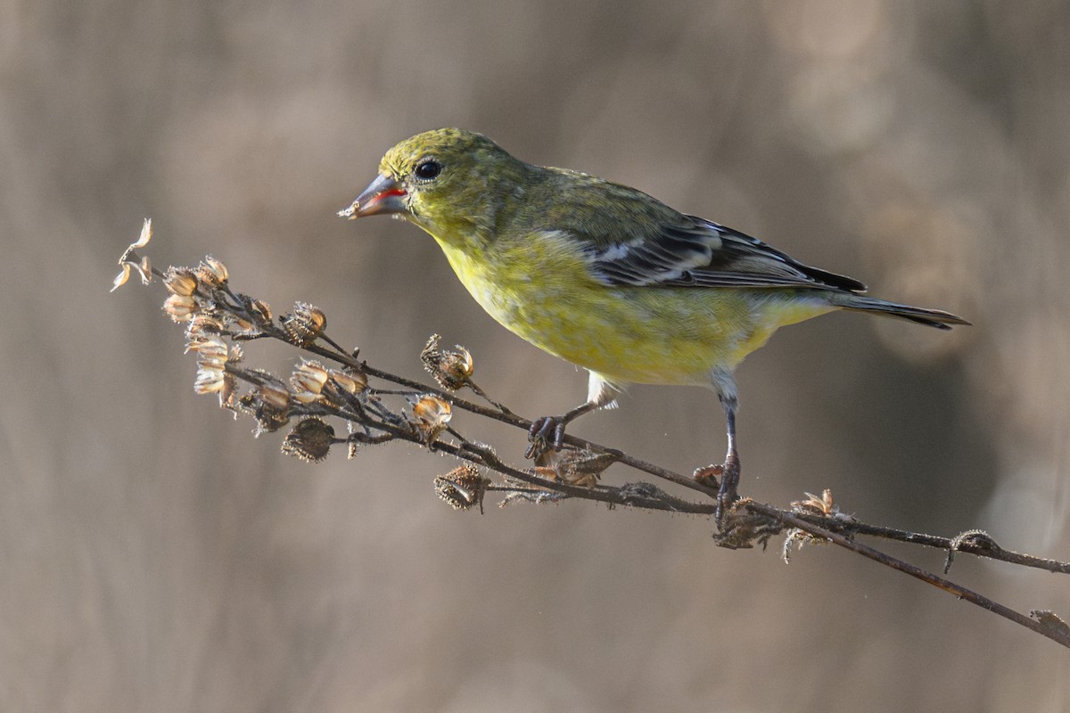 Lesser Goldfinch - ML644168504