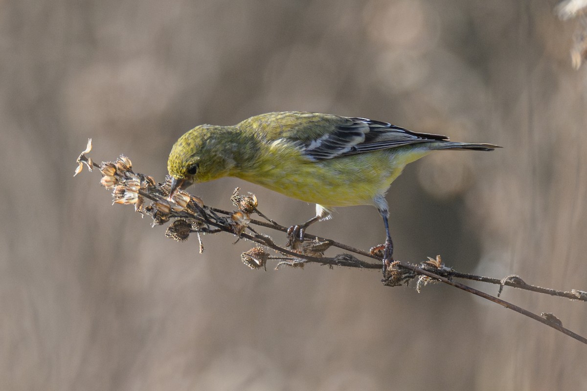 Lesser Goldfinch - ML644168505