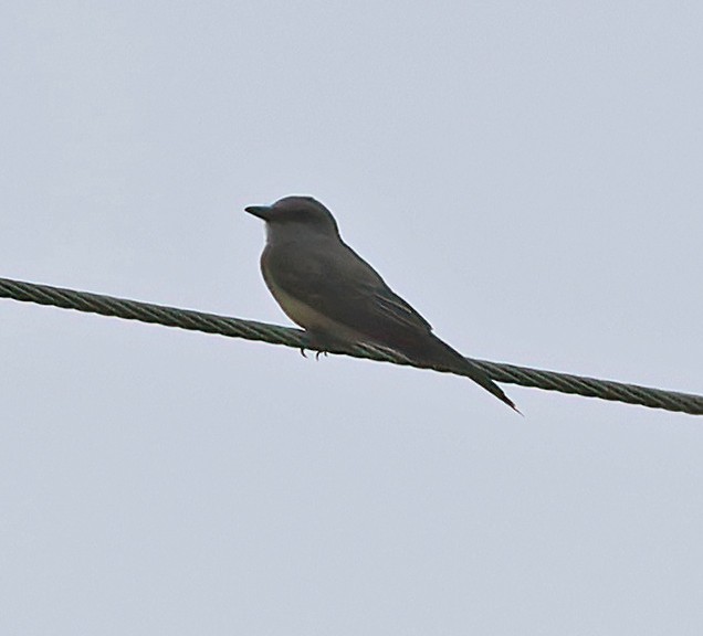 Tropical Kingbird (South American) - ML644168511