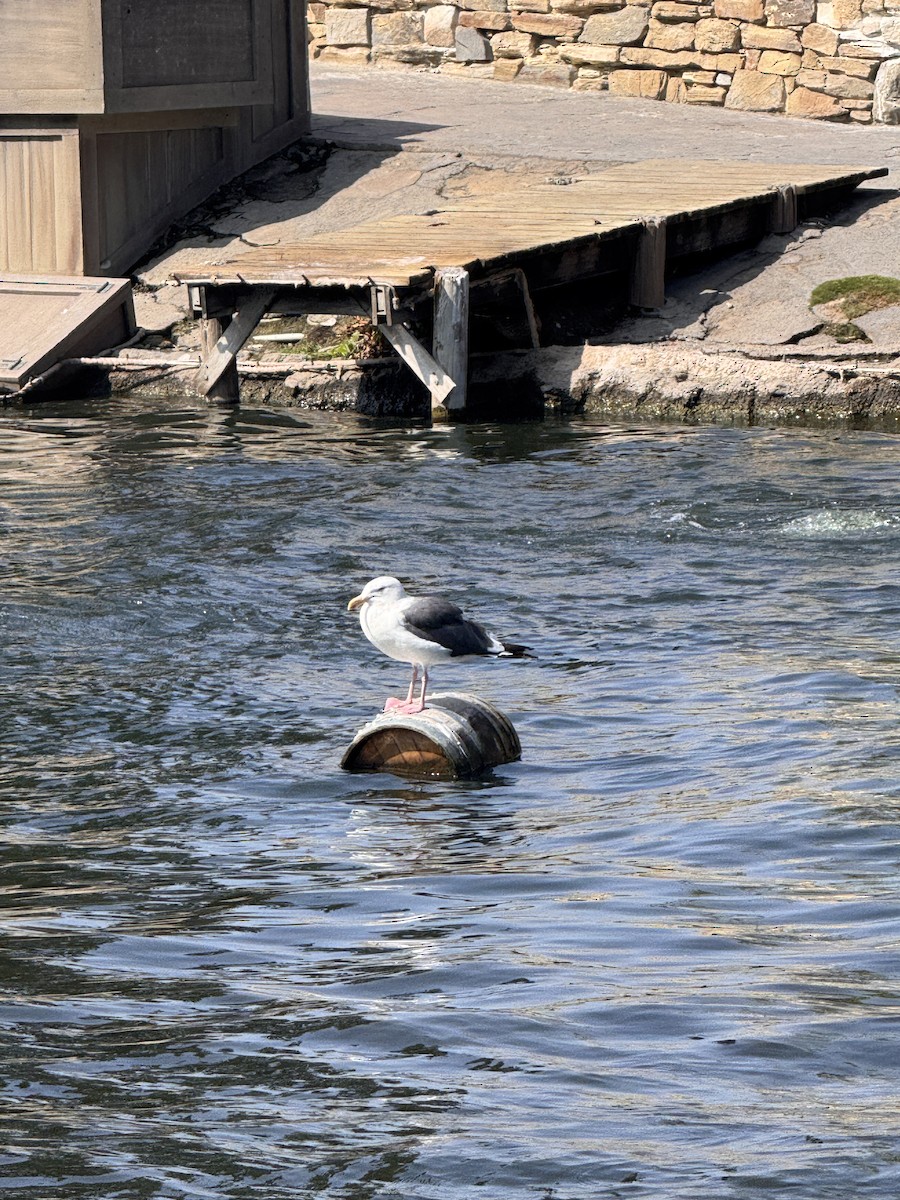 Western Gull - ML644168517