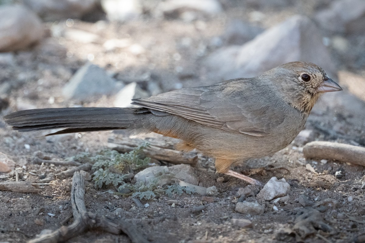 Canyon Towhee - ML644168520