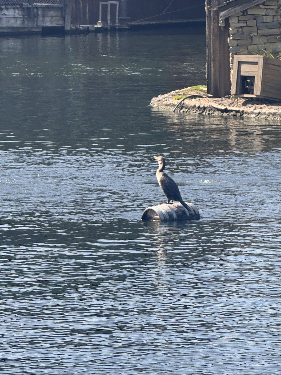 Double-crested Cormorant - ML644168535