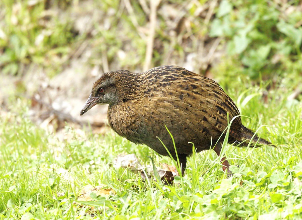 Уэка - ML644168536