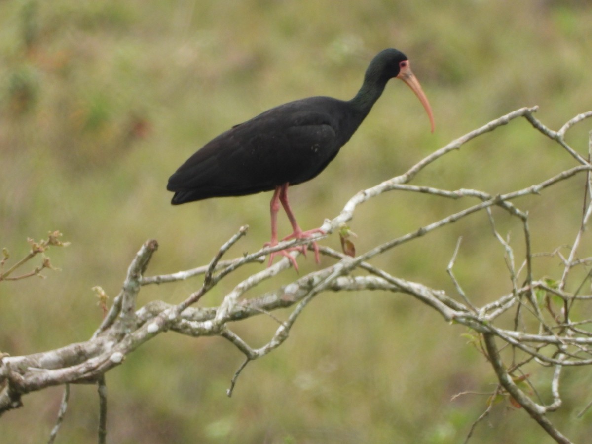 Bare-faced Ibis - ML644168537