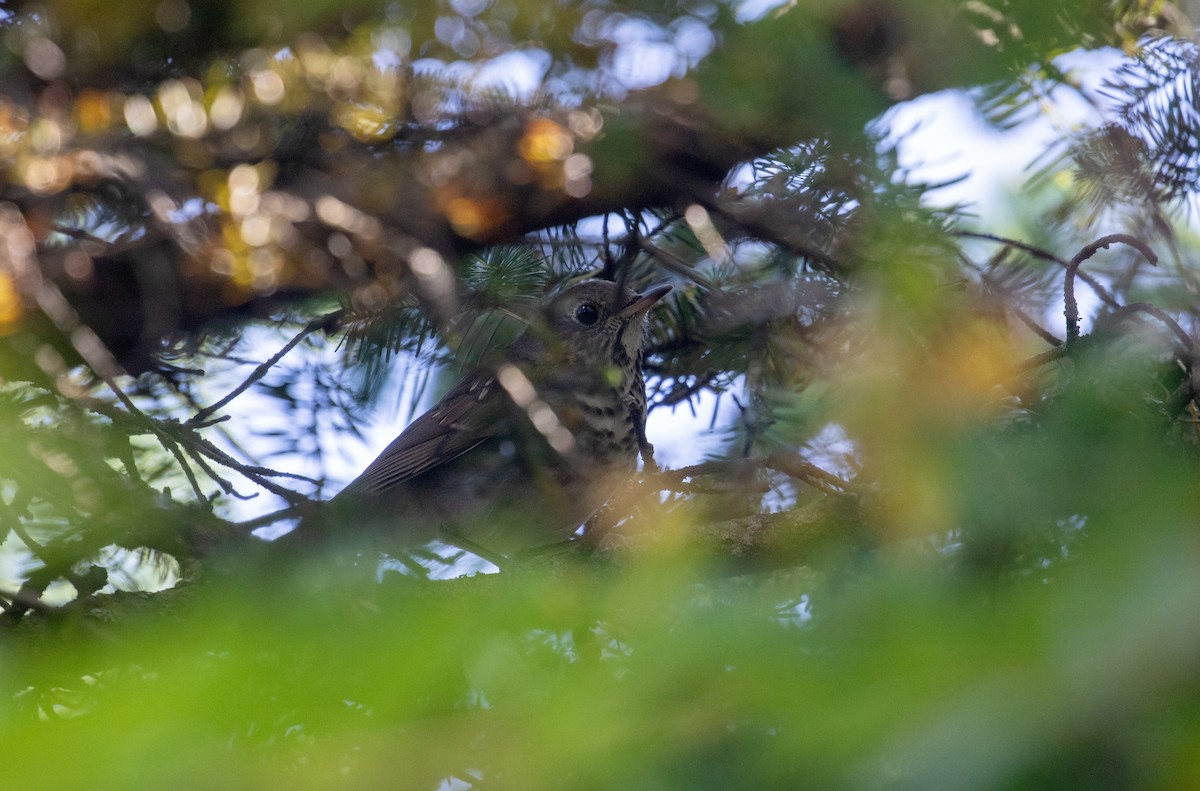Bicknell's Thrush - ML644168542