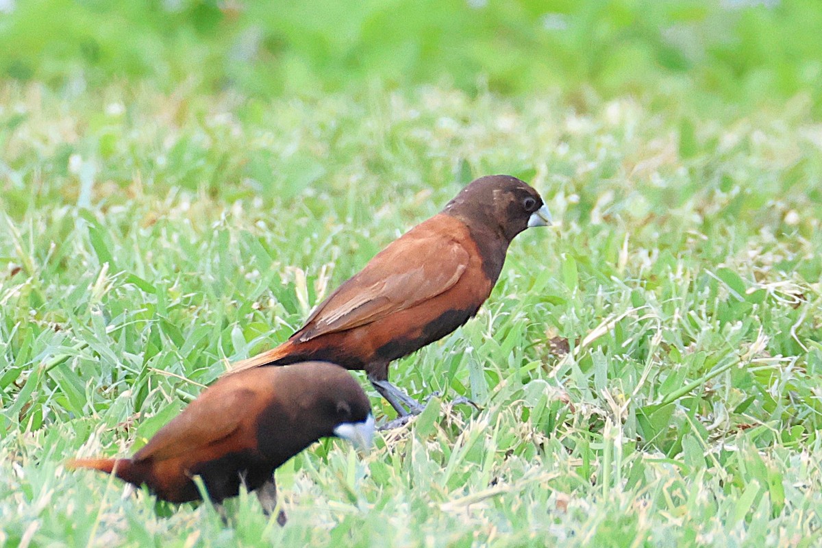 Chestnut Munia - ML644168544