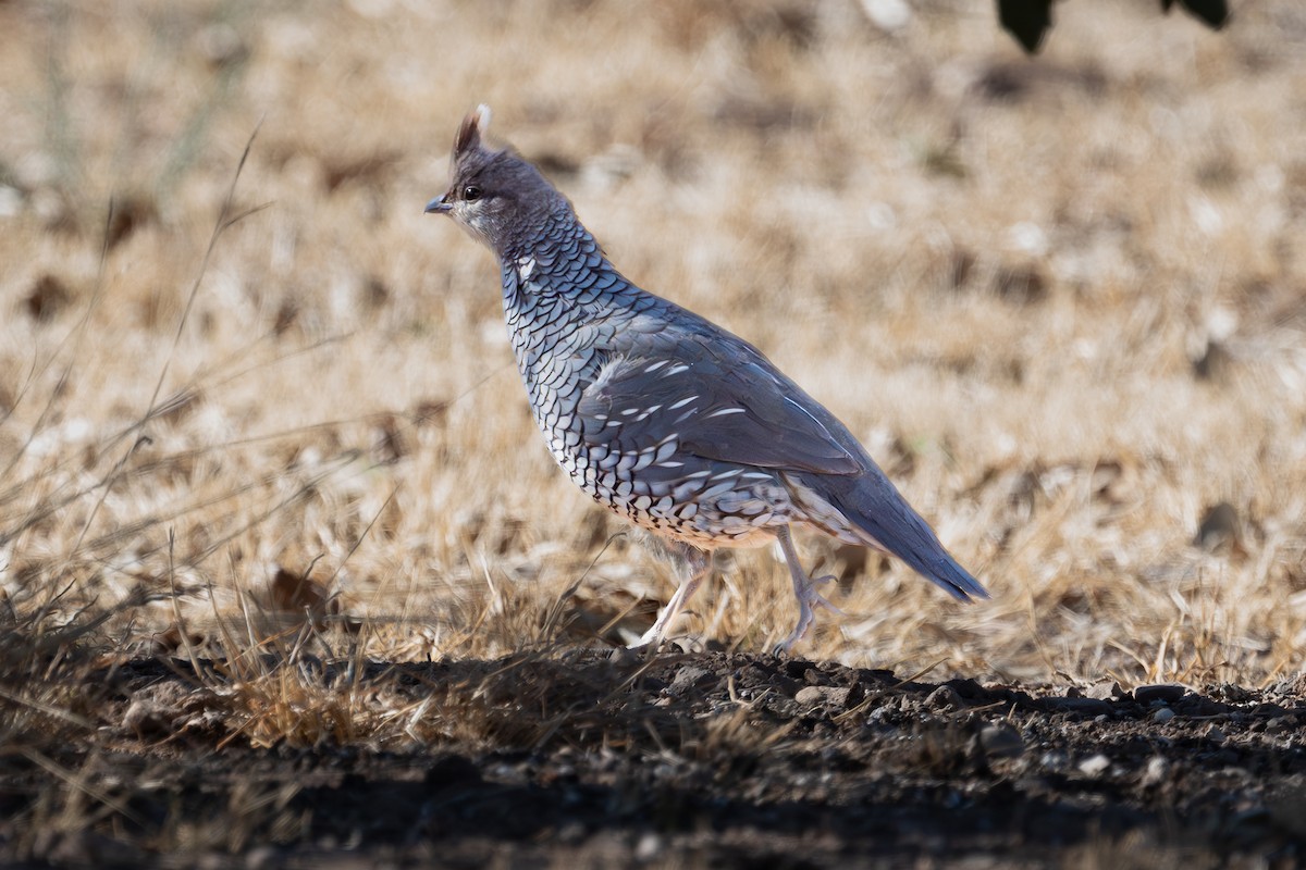 Scaled Quail - ML644168547