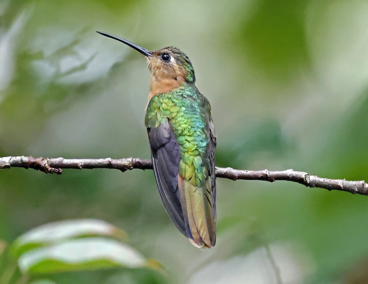 Rufous Sabrewing - ML644168549
