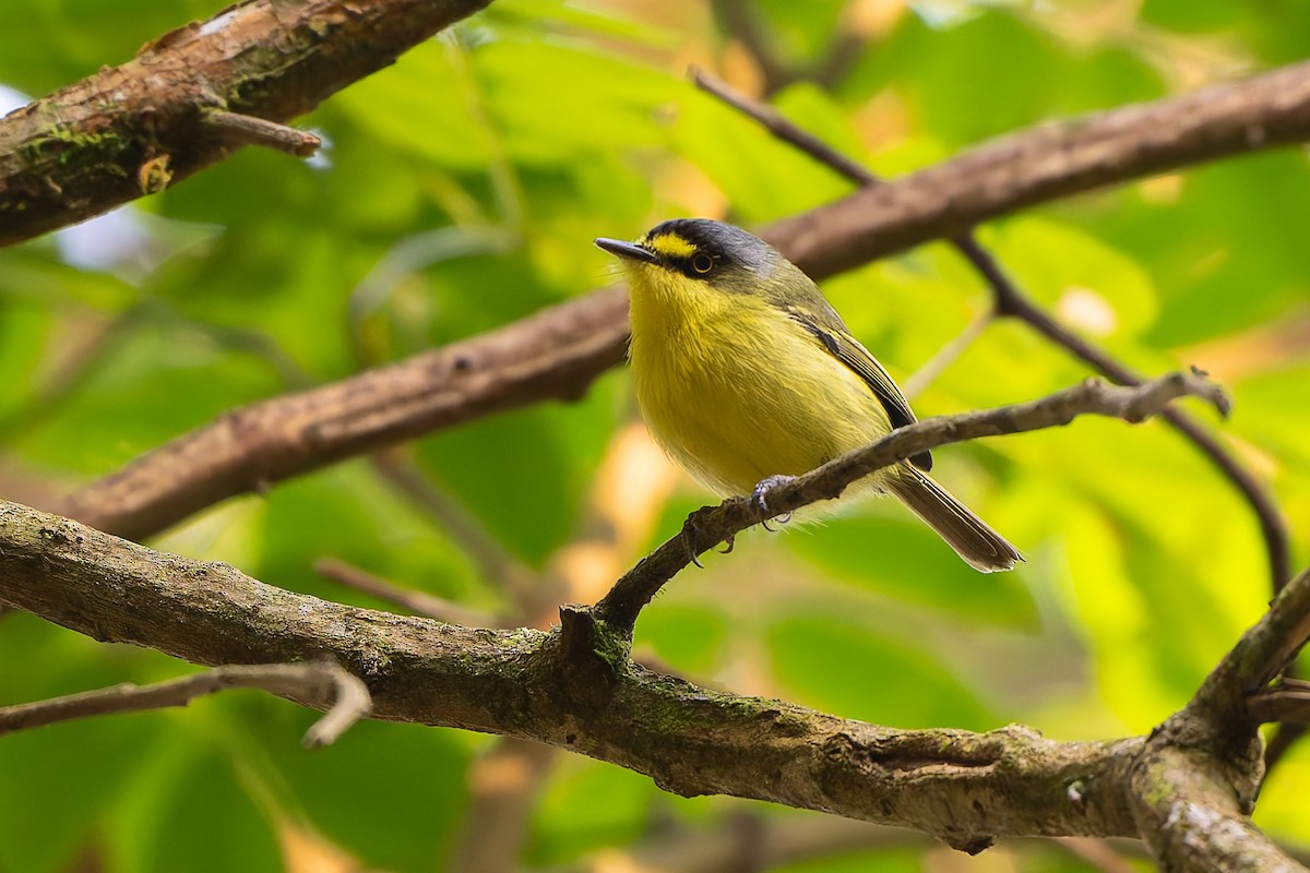 Gray-headed Tody-Flycatcher - ML644168569