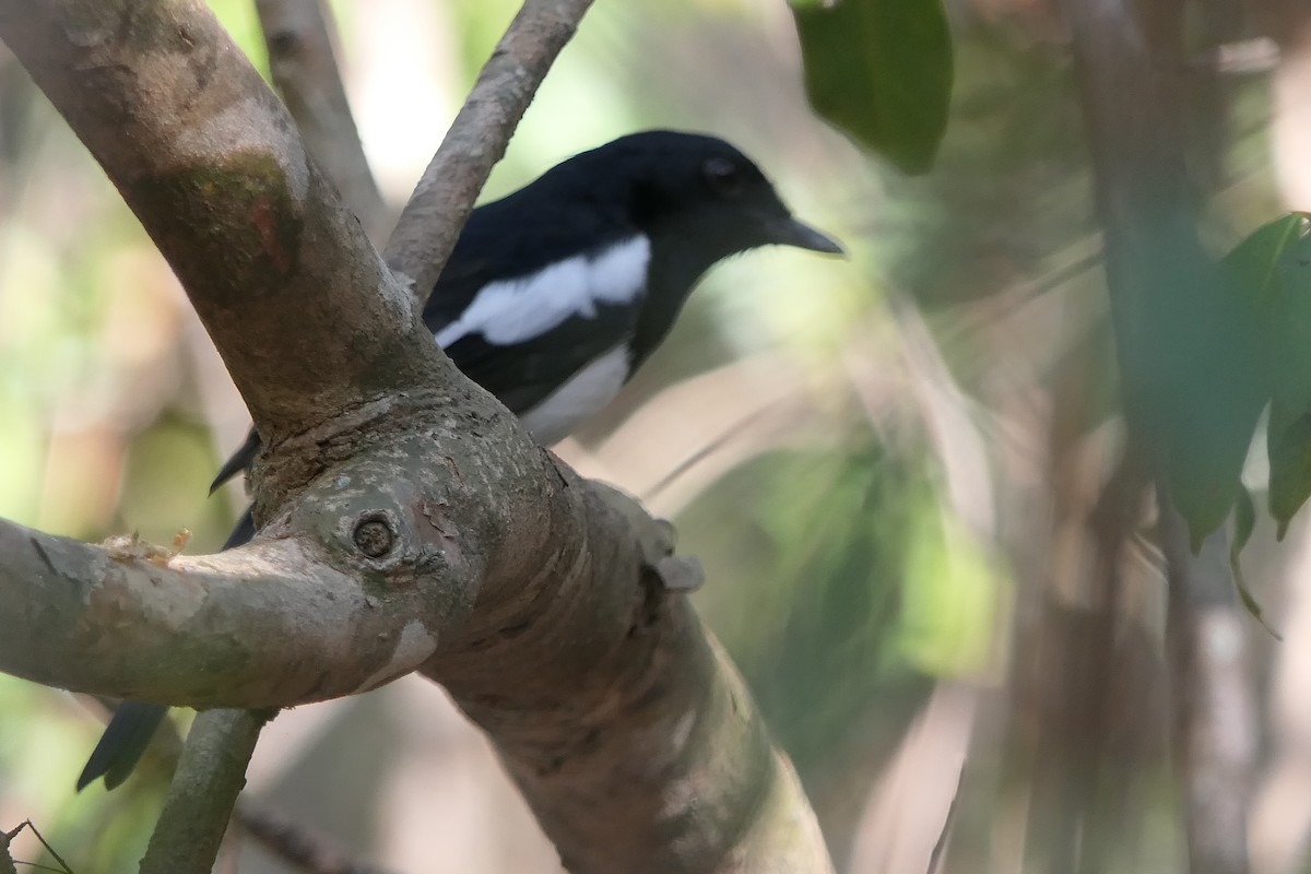 Tchitrec malgache (groupe mutata) - ML644168575