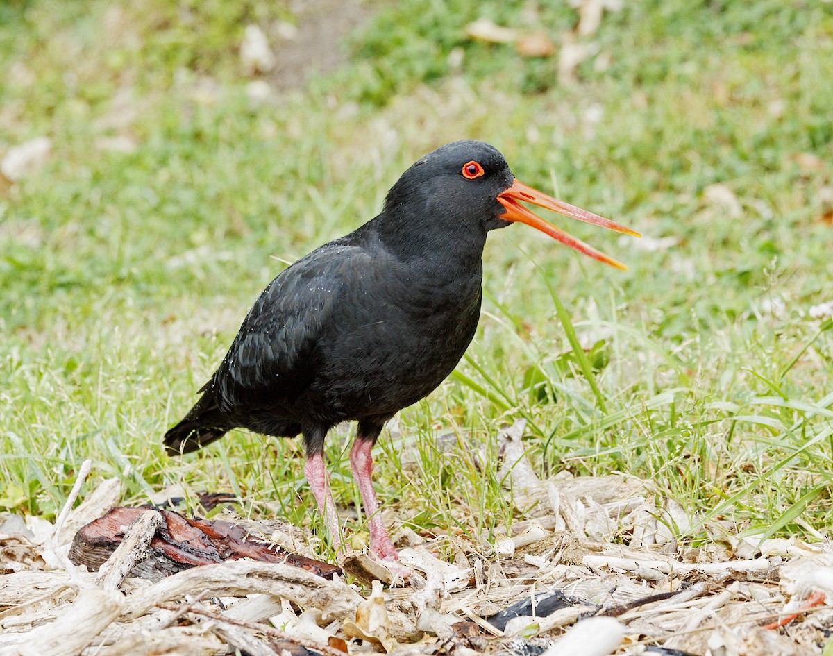 Huîtrier variable - ML644168591