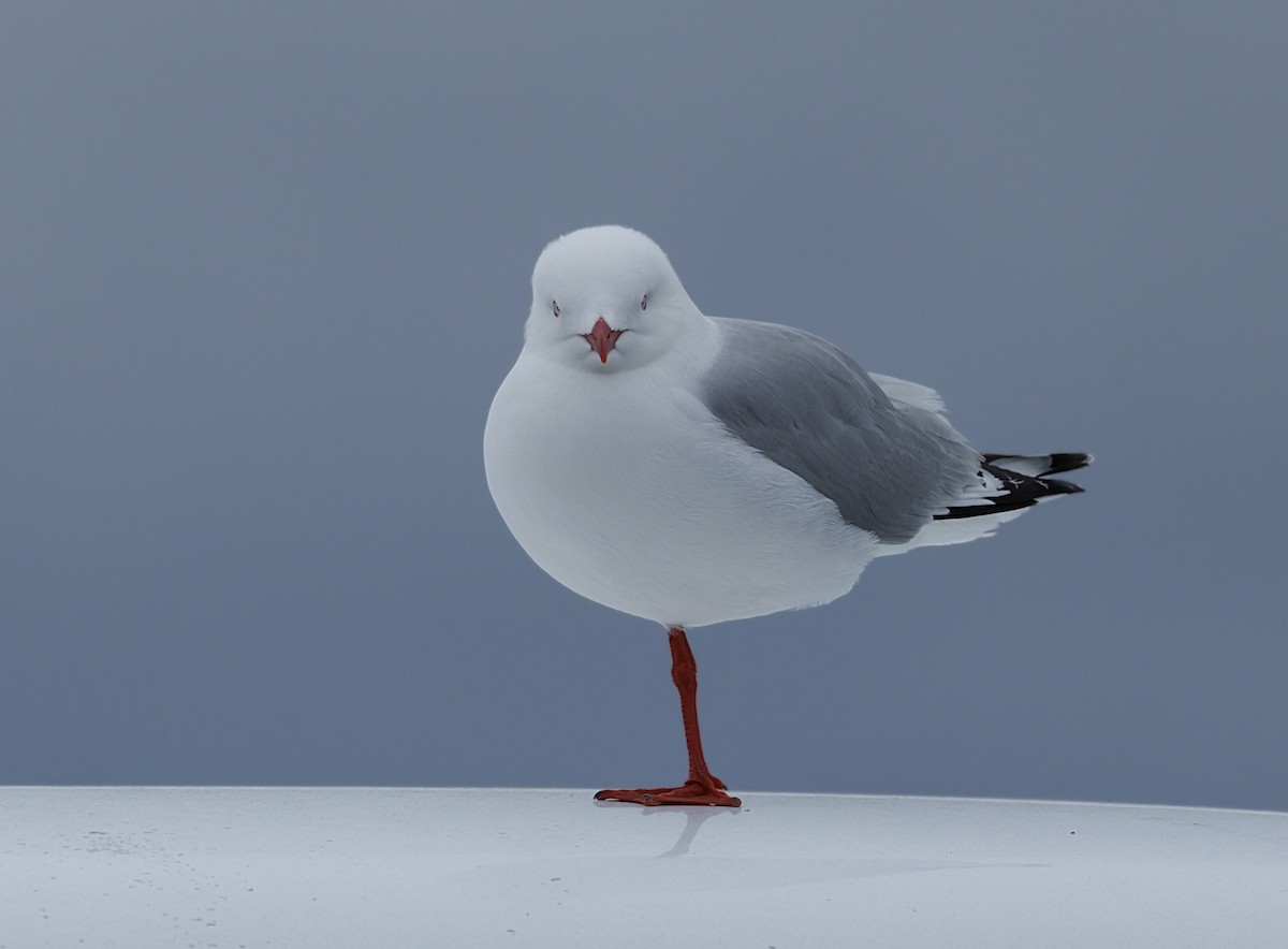 Mouette argentée - ML644168601