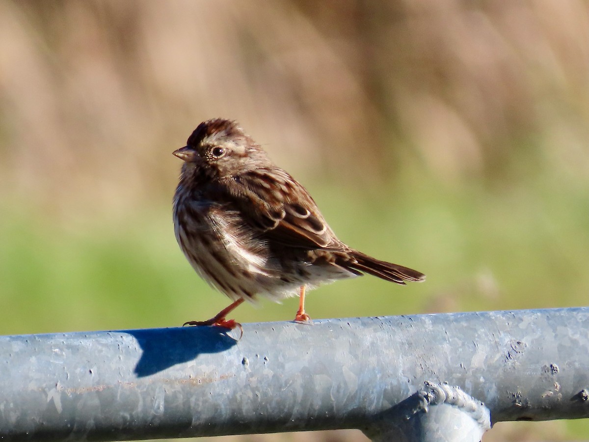 Song Sparrow - ML644168602