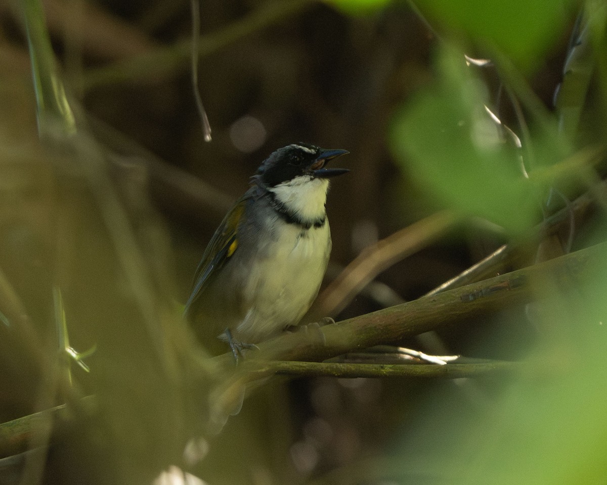 perijaspurv - ML644168702