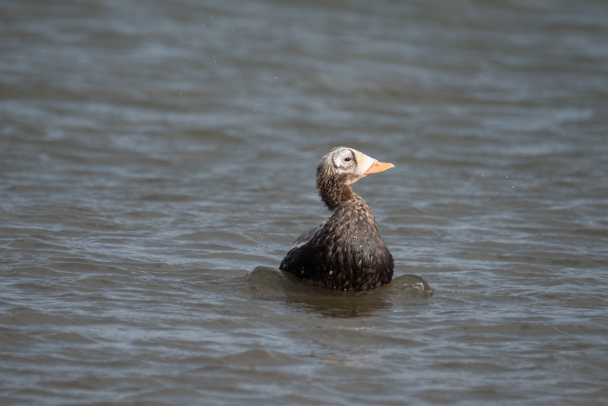 Spectacled Eider - ML644168706