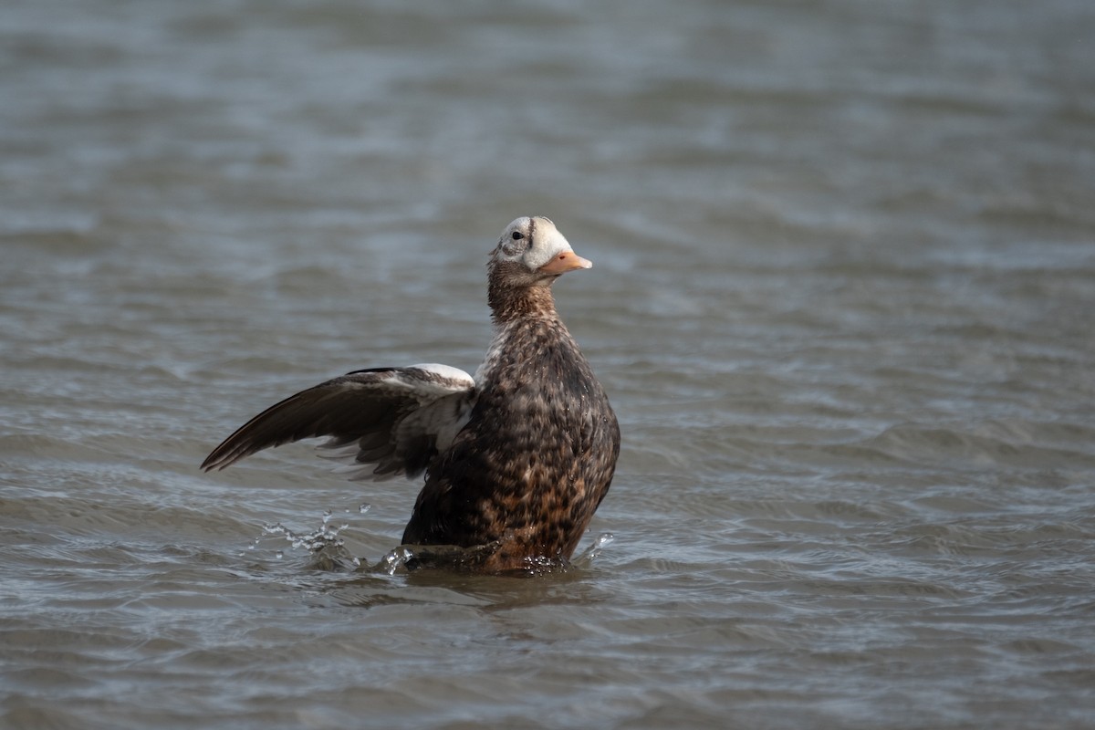 Spectacled Eider - ML644168707