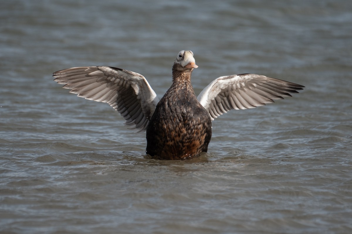 Spectacled Eider - ML644168708
