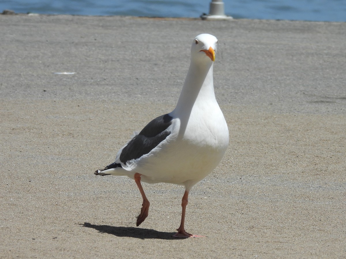 Western Gull - ML644168723