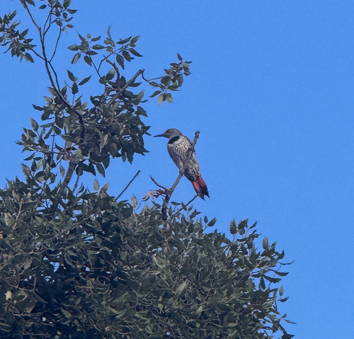 Northern Flicker - ML644168725