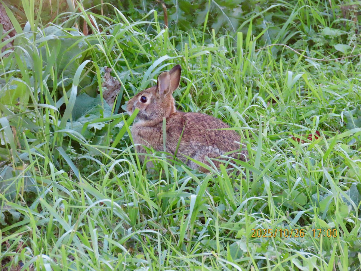 Animals - ML644168737