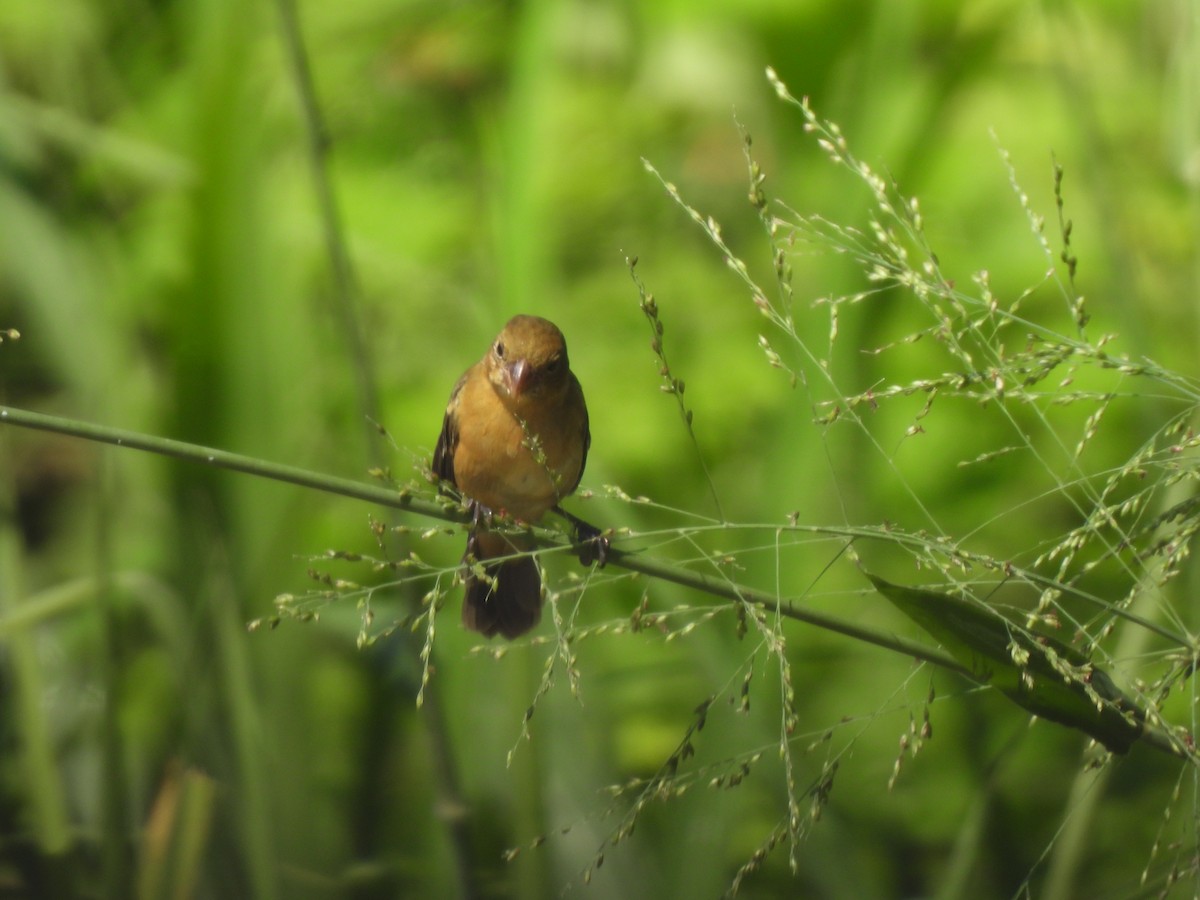 hvitkragefrøeter - ML644168747