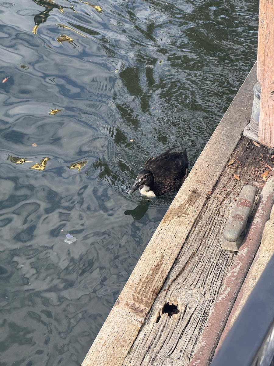 Mallard - ML644168749