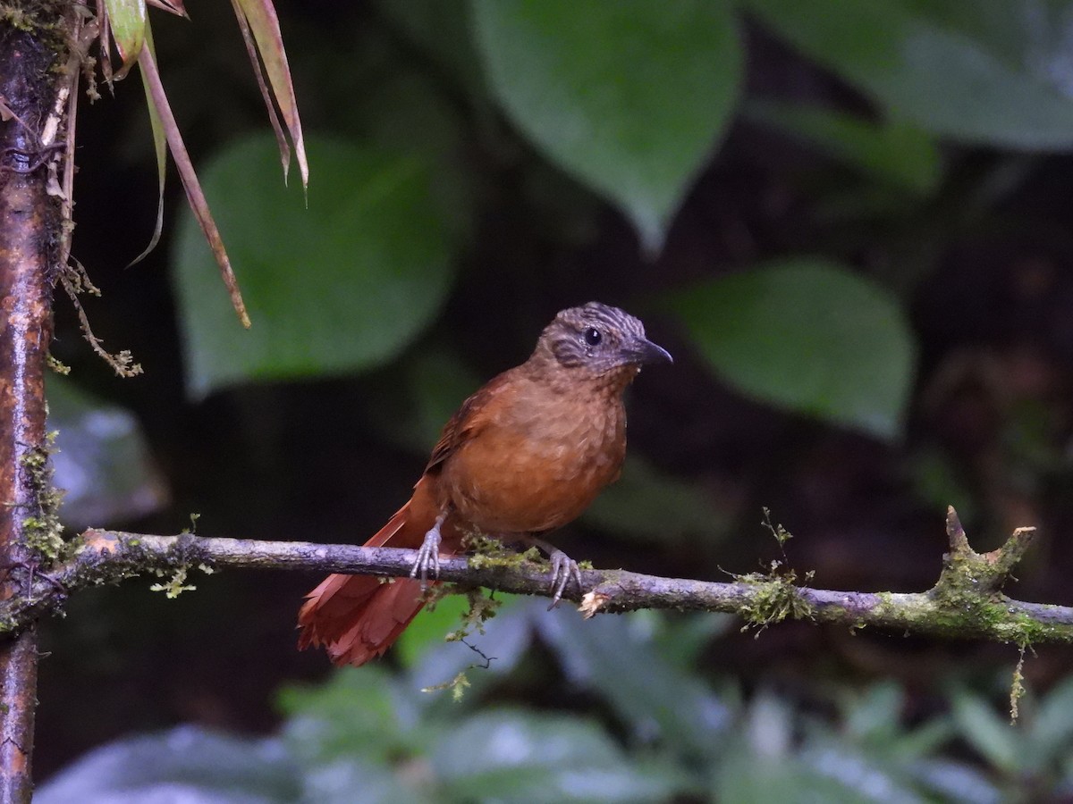 Anabate à tête striée - ML644168759