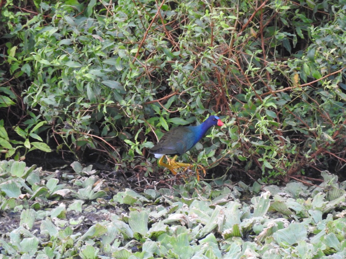 Uroilo urdin amerikarra - ML644168794