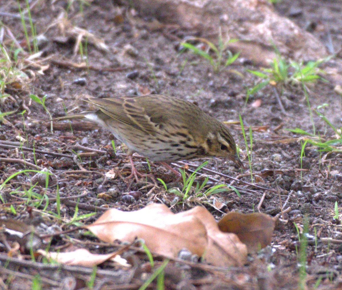 Olive-backed Pipit - ML644168809