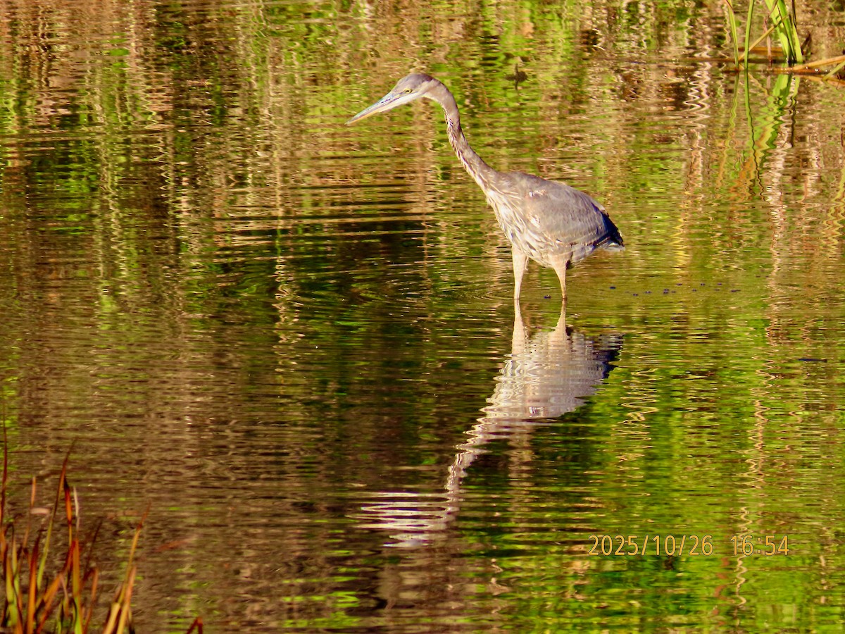 Great Blue Heron - ML644168813